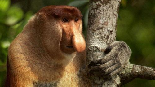 Party Animals Season 1 Episode 12 - In the Jungle