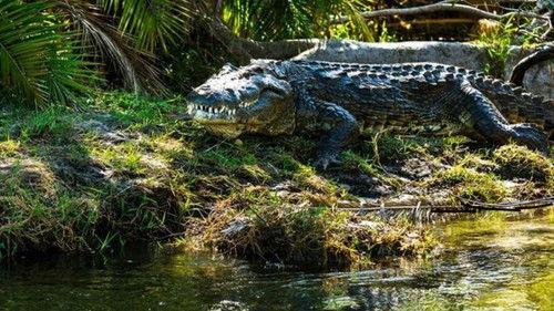 Srdcaři v Africe Season 1 Episode 5 - Episode 5