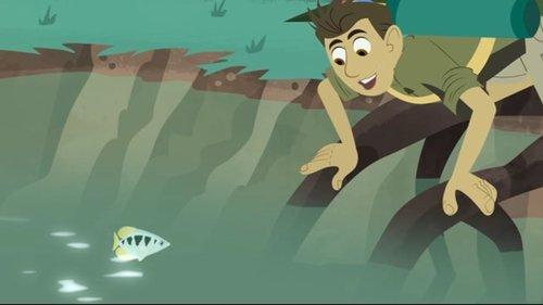 Wild Kratts Season 4 Episode 20 - Archerfish School