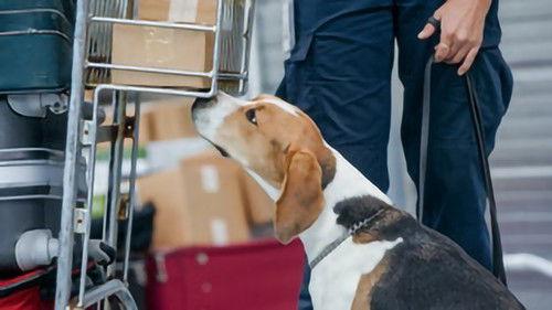 Dog Squad Puppy School Season 3 Episode 9 - Episode 9