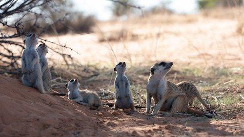 Meet The Meerkats Season 1 Episode 6 - Circle of Life