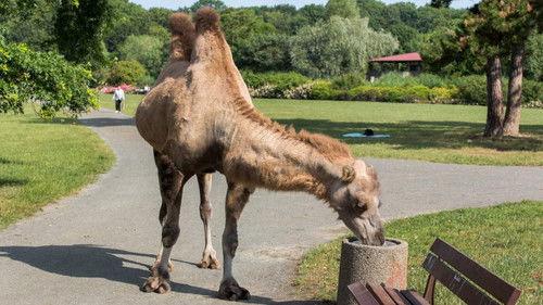 Tierärztin Dr. Mertens Season 5 Episode 11 - Episode 11