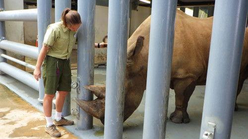 Magic of Disney's Animal Kingdom Season 1 Episode 8 - Baby Gorilla Grace
