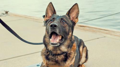 Contraband: Seized at Sea Season 1 Episode 10 - Better Safe Than Sorry