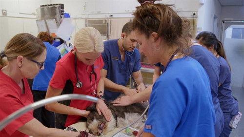 Bondi Vet: Coast to Coast Season 1 Episode 10 - Mini Guineas