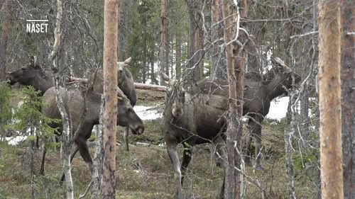 Den stora älgvandringen Season 1 Episode 5 - Slow tv day 5