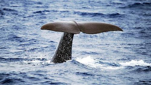Natural World Season 15 Episode 1 - Sperm Whales: Back From the Abyss