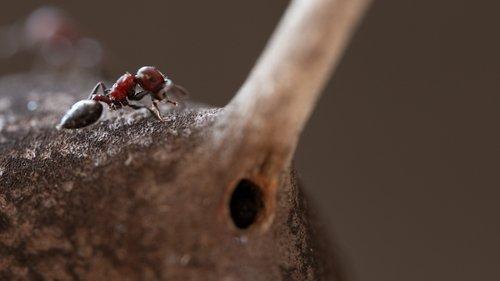 A Real Bug's Life Season 1 Episode 4 - Land of Giants