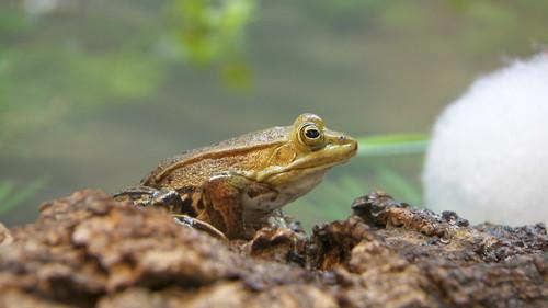 Dyrepasserne Season 8 Episode 13 - Episode 13