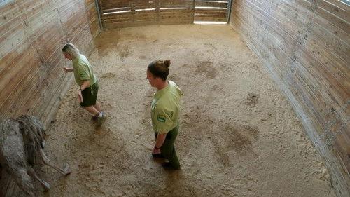 Magic of Disney's Animal Kingdom Season 2 Episode 9 - Giant Leap for Rhinokind