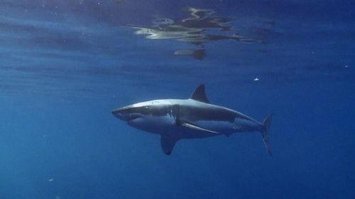 When Sharks Attack Season 4 Episode 6 - The San Francisco Slayer