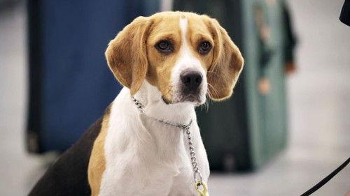 Dog Squad Puppy School Season 1 Episode 6 - Episode 6