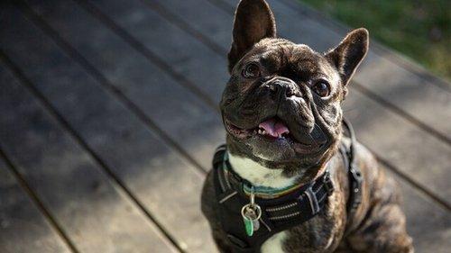 The Dog House Season 4 Episode 8 - Episode 8