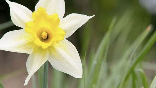 Countryfile Season 34 Episode 14 - Daffodil Way