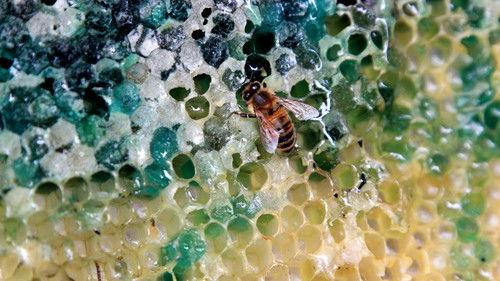 Nature's Weirdest Events Season 3 Episode 2 - Episode 2