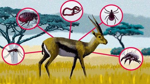 42: The Answer to Almost Everything Season 1 Episode 24 - The Purpose of Parasites