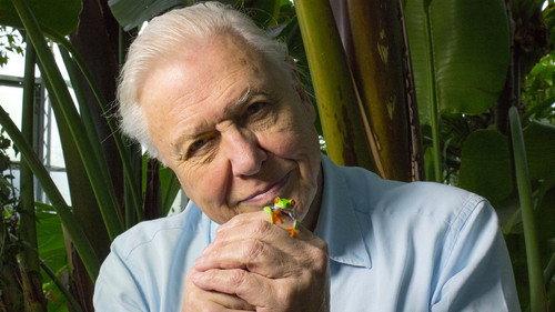 Natural World Season 34 Episode 10 - Attenborough's Fabulous Frogs