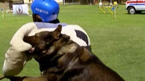Road Rules Season 13 Episode 7 - Go Fetch