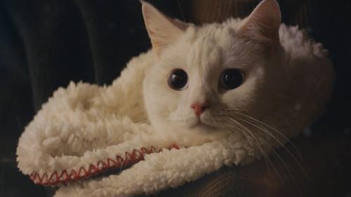 Meow, the Secret Boy Season 1 Episode 1 - Episode 1