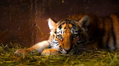 Dyrepasserne Season 12 Episode 10 - Episode 10