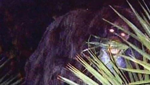 MonsterQuest Season 1 Episode 9 - Swamp Beast