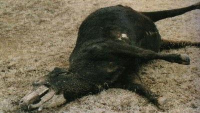 MonsterQuest Season 3 Episode 2 - Cattle Killers