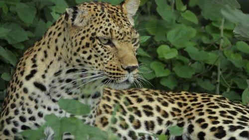 Savage Kingdom Season 3 Episode 4 - War Games