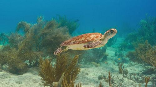 Our Oceans Season 1 Episode 1 - Pacific Ocean