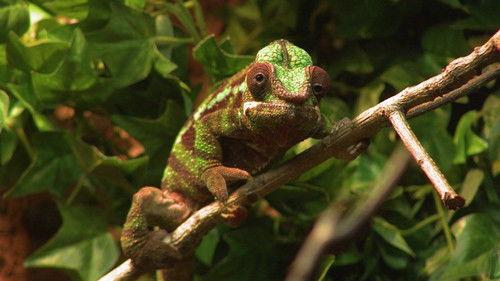 Dyrepasserne Season 7 Episode 2 - Episode 2