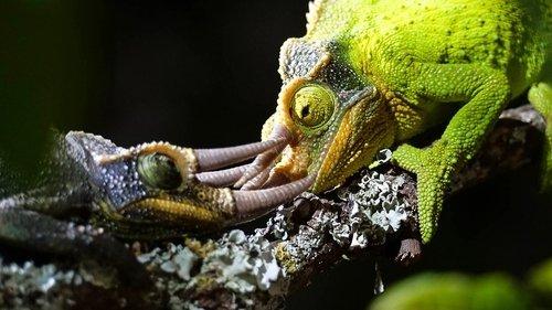 The Mating Game Season 1 Episode 3 - Jungles: In the Thick of It