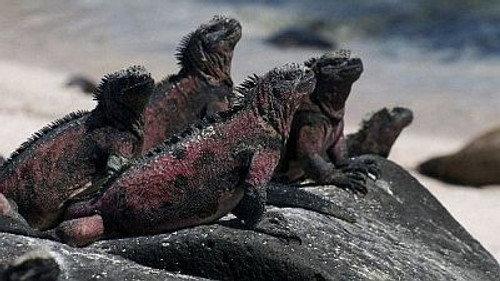 Natural World Season 16 Episode 11 - The Dragons of Galapagos
