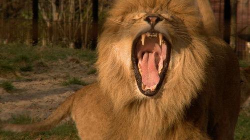 Dyrepasserne Season 6 Episode 15 - Episode 15