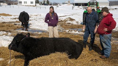 The Incredible Dr. Pol Season 6 Episode 4 - Money Barks
