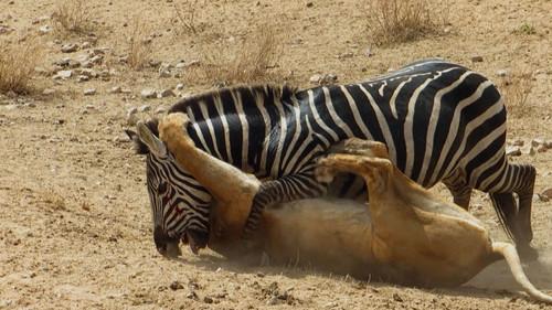 Animal Fight Night Season 4 Episode 6 - Sudden Death