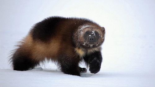 Nature Season 29 Episode 5 - Wolverine: Chasing the Phantom