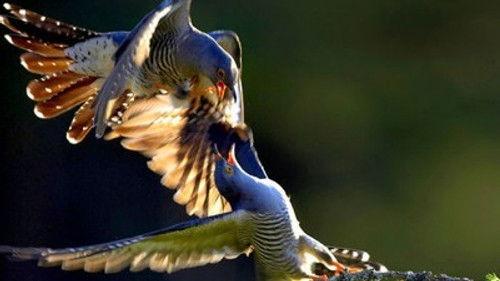 Natural World Season 28 Episode 7 - Cuckoo