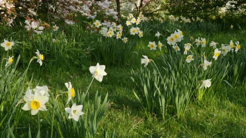 Kingdom of Plants Season 1 Episode 2 - Solving the Secrets