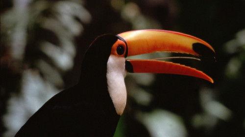 The Life of Birds Season 1 Episode 1 - To Fly or Not to Fly?