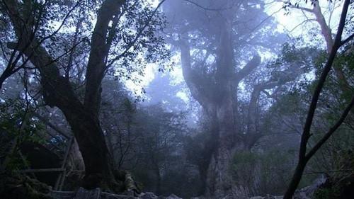 Document 72 Hours Season 6 Episode 17 - Yakushima: People Gathering at Giant Trees