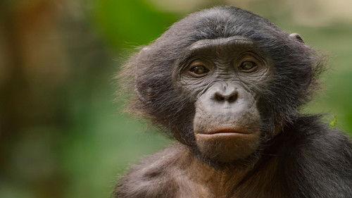 Queens Season 1 Episode 2 - Rainforest Queens