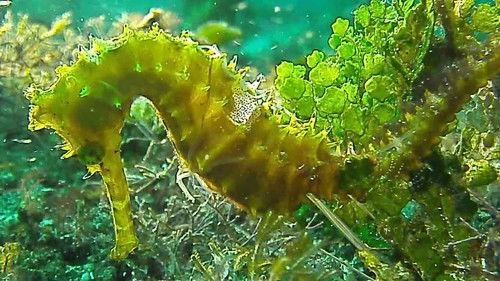 David Attenborough's Natural Curiosities Season 2 Episode 9 - Strange Parents