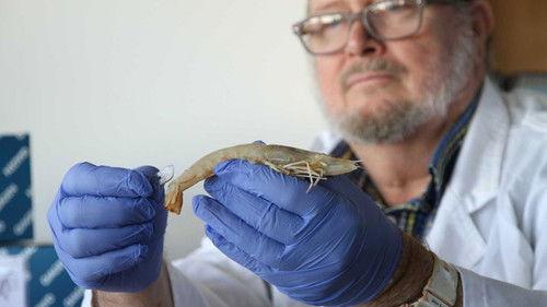 Four Corners Season 58 Episode 21 - Outbreak