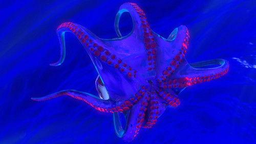 Off the Air Season 7 Episode 1 - Earth