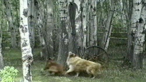 Funniest Pets & People Season 3 Episode 7 - Hold On!