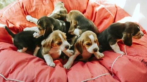 Dog Squad Puppy School Season 3 Episode 2 - Episode 2