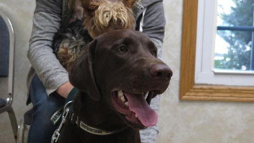 The Incredible Dr. Pol Season 17 Episode 1 - Su-Pol Sized!