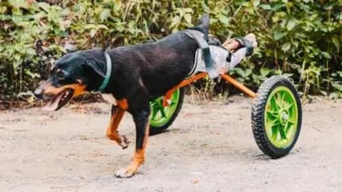 The Wizard of Paws Season 6 Episode 9 - Miracle in Honduras (Part 1)