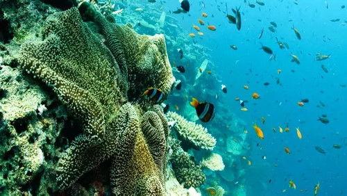 Animal Construction Season 1 Episode 3 - Episode 3