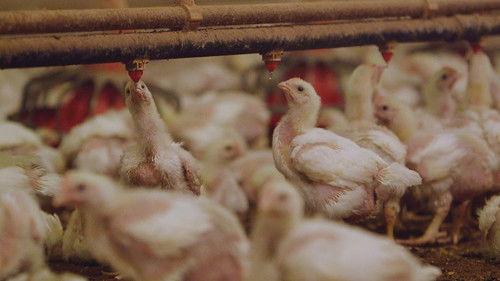 Frontline Season 32 Episode 15 - The Trouble with Antibiotics