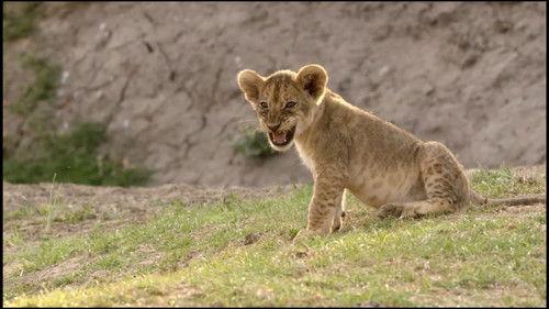 Africa's Hunters Season 3 Episode 3 - The Misfit Comes of Age